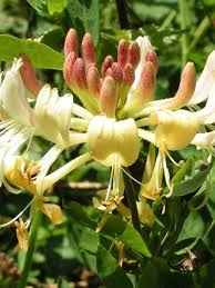 LONICERA PERICLYMENUM