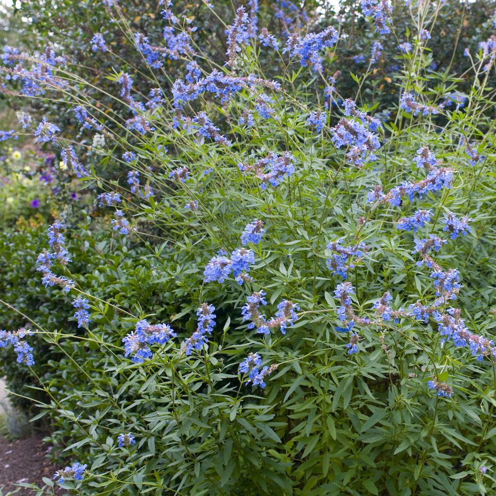 [11075] SALVIA ULIGINOSA