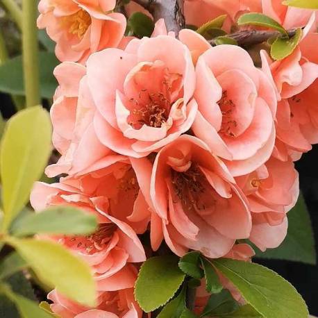 CHAENOMELES SUPERBA