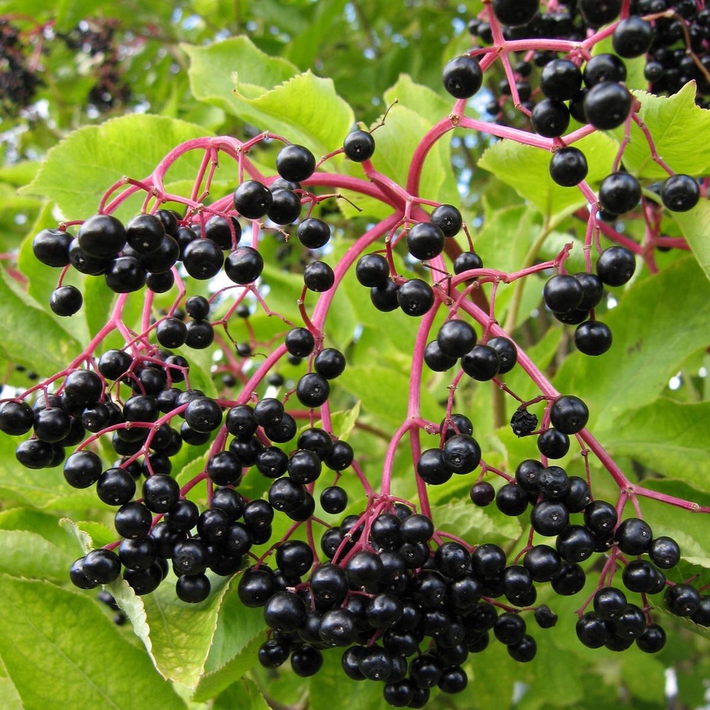 [11081] SAMBUCUS NIGRA - TIGE (Caduc, 3 à 5 m)