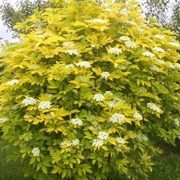 SAMBUCUS NIGRA AUREA