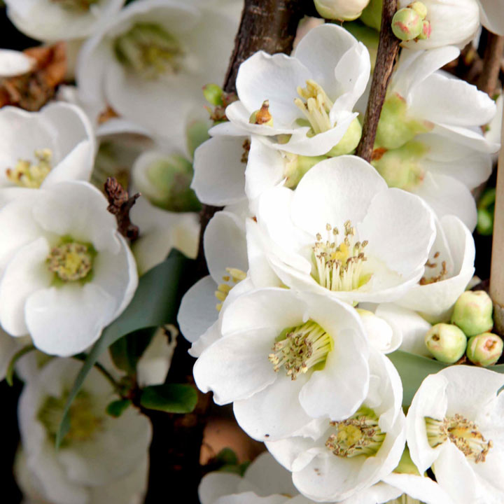 CHAENOMELES SPECIOSA