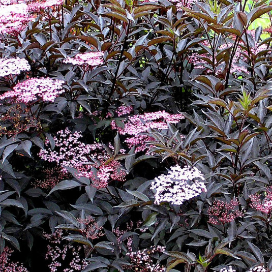 [11088] SAMBUCUS NIGRA BLACK BEAUTY (Caduc, 3 à 5 m)