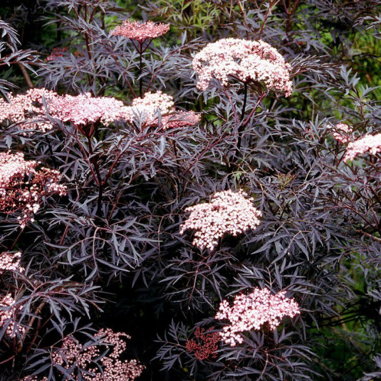 SAMBUCUS NIGRA BLACK LACE