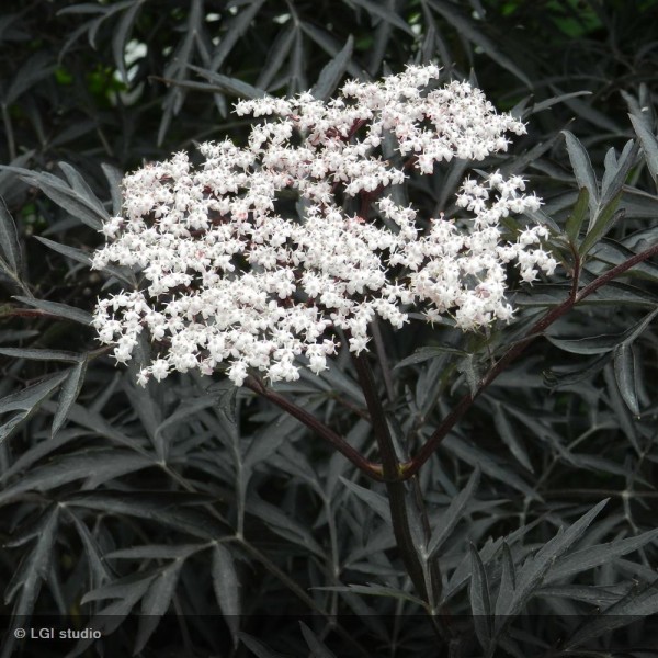 SAMBUCUS NIGRA BLACK LACE EVA