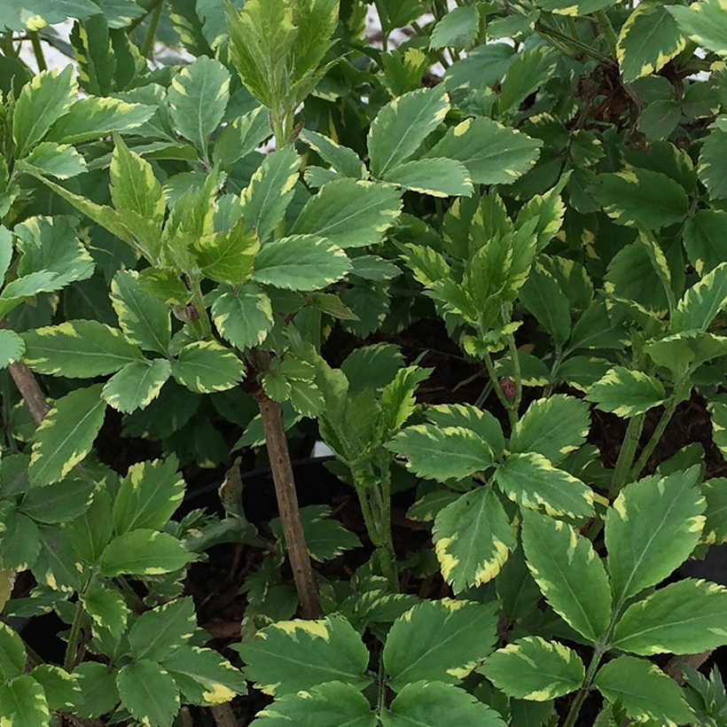 [11105] SAMBUCUS NIGRA GOLDEN SPARK (Caduc, 3 à 5 m)