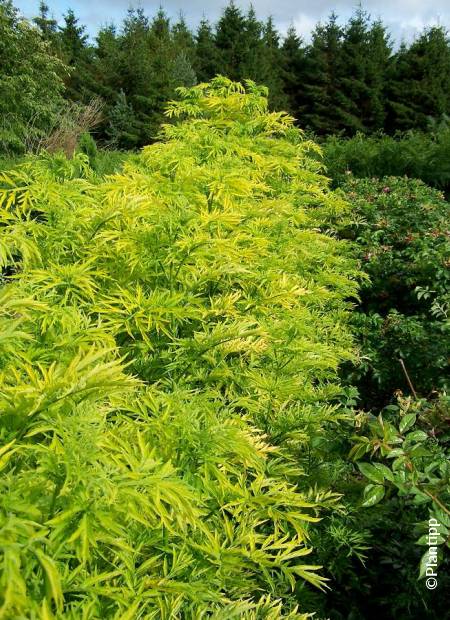 [11107] SAMBUCUS NIGRA GOLDEN TOWER (Caduc, 3 à 5 m)