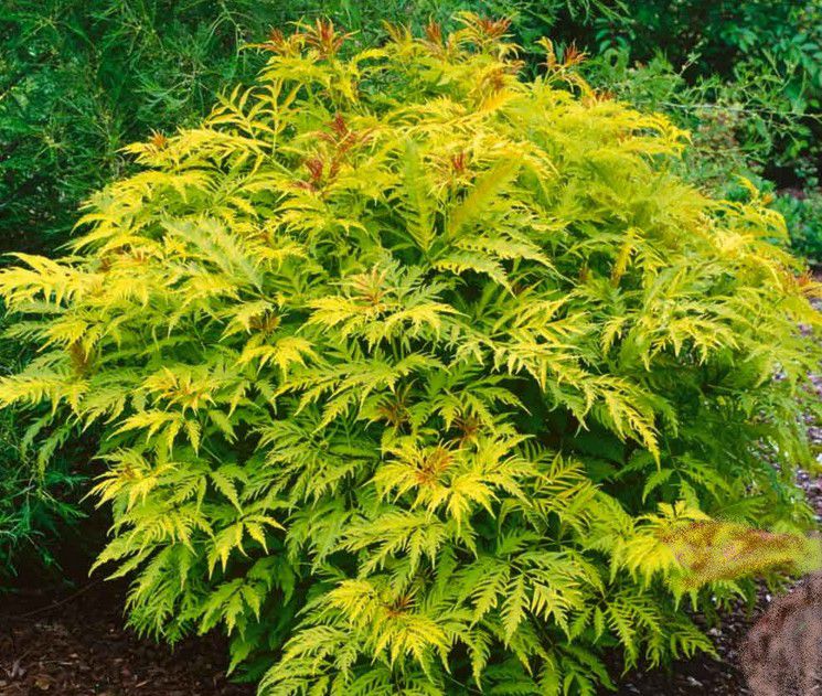SAMBUCUS RACEMOSA SUTHERLAND GOLD