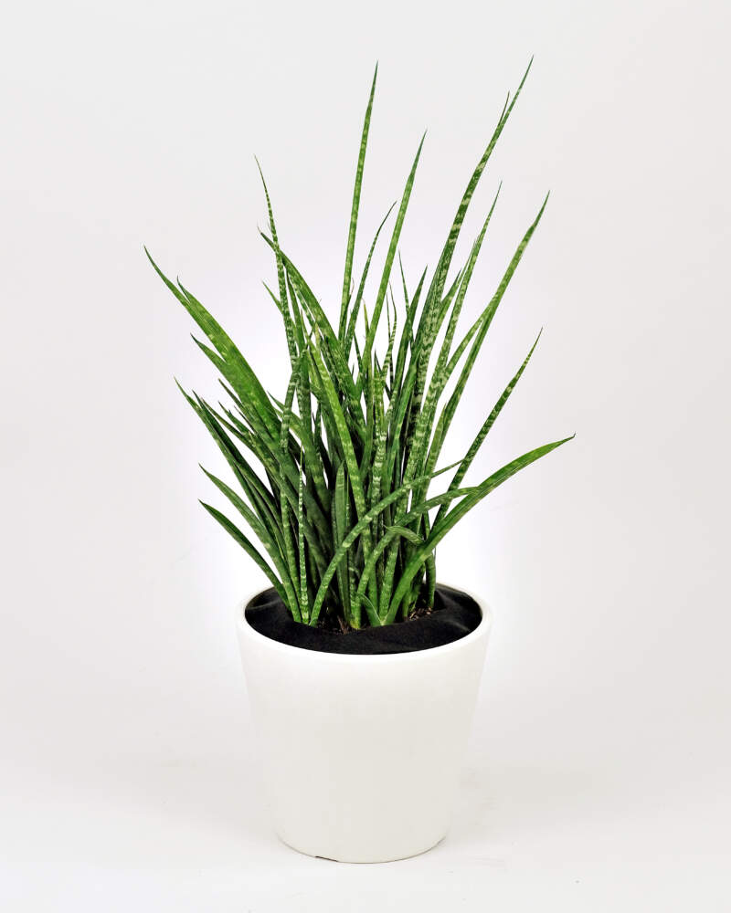 SANSEVERIA FERNWOOD MIKADO