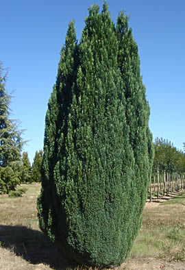 CHAMAECYPARIS LAW. ELLWOODII