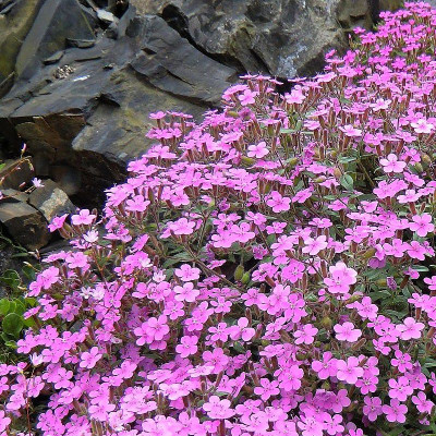 [11151] SAPONARIA OCYMOIDES (ROSE) (Caduc, 0/20)