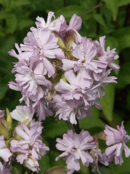 [11152] SAPONARIA OFFICINALIS ROSEA PLENA  (ROSE) (Caduc, 50/100)