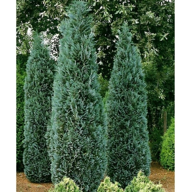 [2944] CHAMAECYPARIS LAW.COLUMN.GLAUCA (Persistant, 250/300)