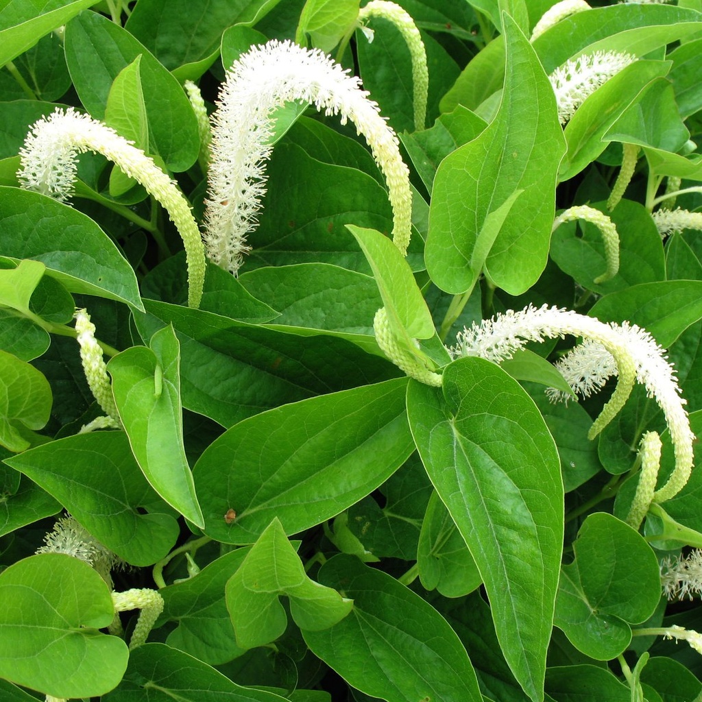 SAURURUS CERNUUS ÉPI BLANC