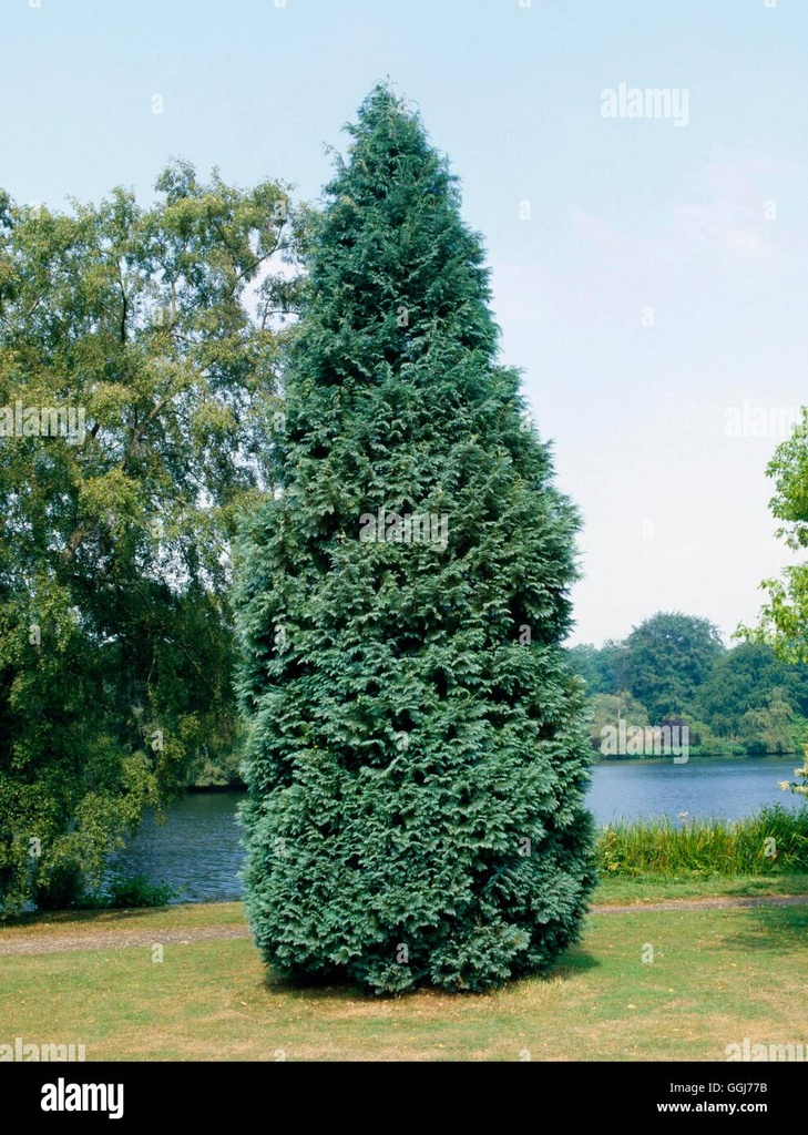 [2956] CHAMAECYPARIS LAWSONIANA ALUMII (Persistant, 250/300)