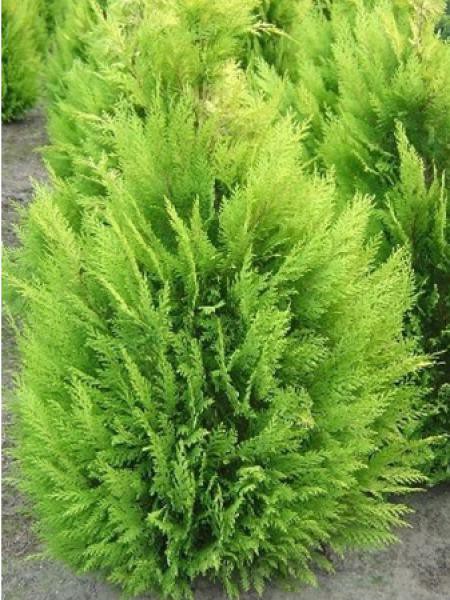 [2960] CHAMAECYPARIS LAWSONIANA ALUMII GOLD (Persistant, 250/300)