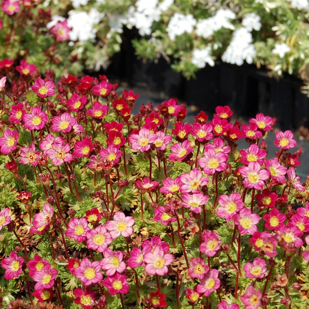SAXIFRAGA HARDZWERG