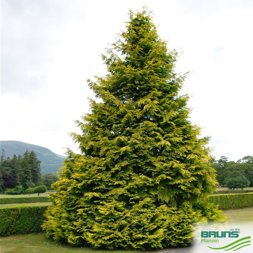 CHAMAECYPARIS LAWSONIANA LANE (C. L. LANEI)