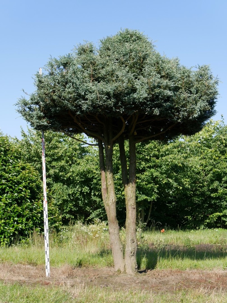 CHAMAECYPARIS PISIFERA BOULEVARD