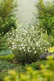 LYCHNIS CORONARIA
