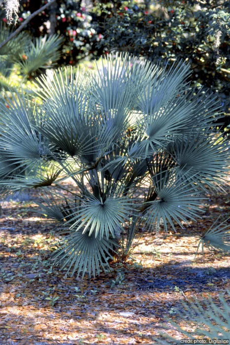 [2978] CHAMAEROPS CERIFERA (Persistant, 150/200)