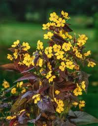 LYSIMACHIA C.FIRECRACKER JAUNE