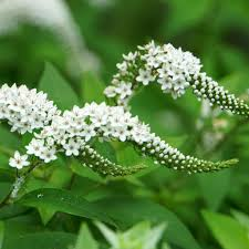 LYSIMACHIA CLETHROIDES BLANC