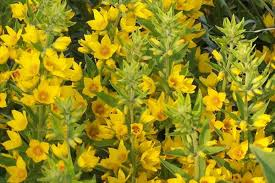 LYSIMACHIA PUNCTATA JAUNE OR