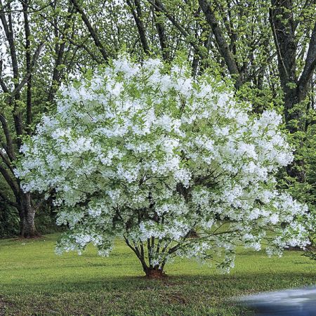 CHIONANTHUS RETUSUS