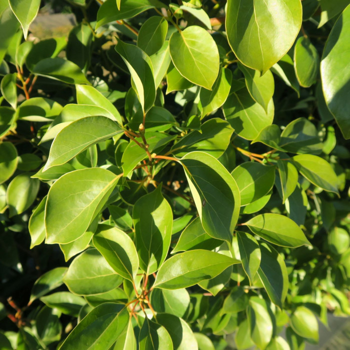 CINNAMOMUM CAMPHORA (CAMPHRIER)