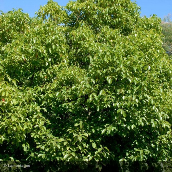 [3105] CINNAMOMUM CAMPHORA (CAMPHRIER) - PARACHUTE (Persistant, 10 à 20 m)