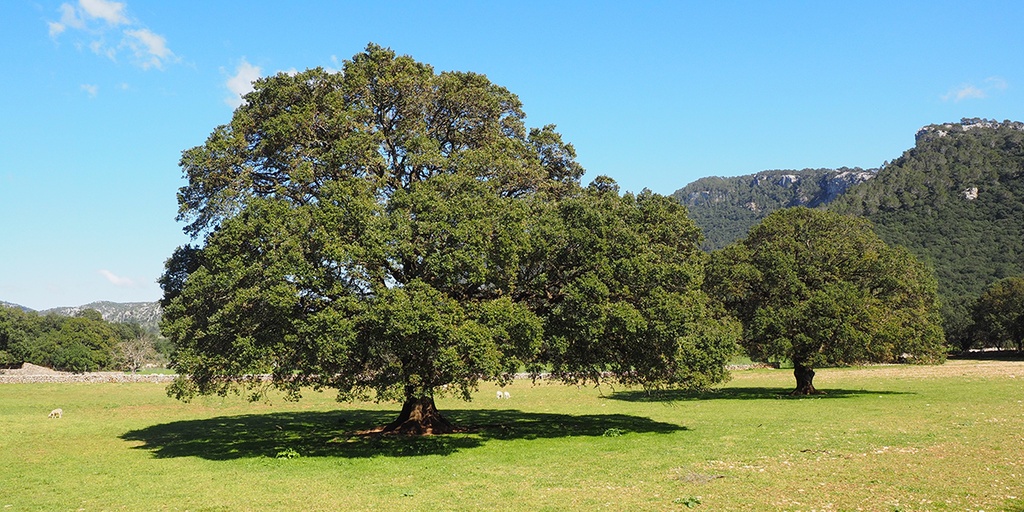 [3118] CINNAMOMUM CAMPHORA - PARACHUTE (Persistant, 10 à 20 m)