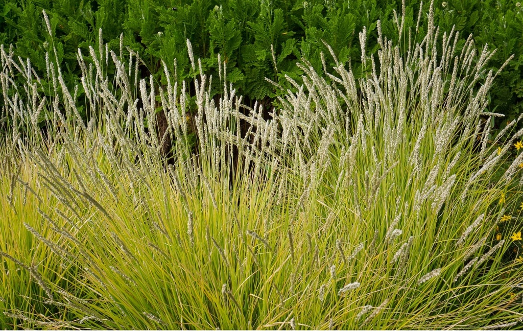 [11285] SESLERIA AUTUMNALIS (Persistant, 20/40)