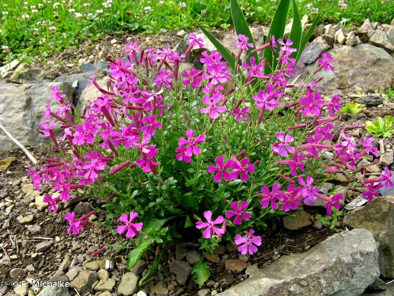 [11288] SILENE SCHAFTA (Caduc, 0/20)