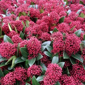 SKIMMIA JAPONICA