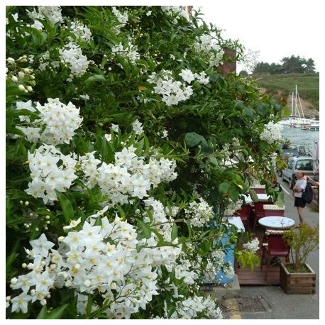 [11303] SOLANUM JASMINOIDES (Caduc, 3 à 5 m)