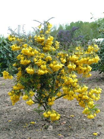 SOPHORA MICROPHYLLA SUN KING - TIGE