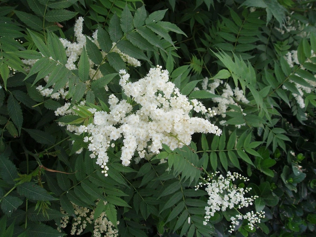[11334] SORBARIA SORBIFOLIA (Caduc, 200/250)
