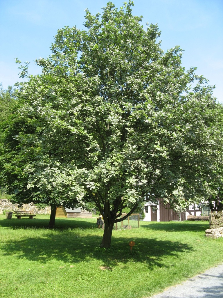 [11337] SORBUS ARIA (Caduc, 10 à 20 m)