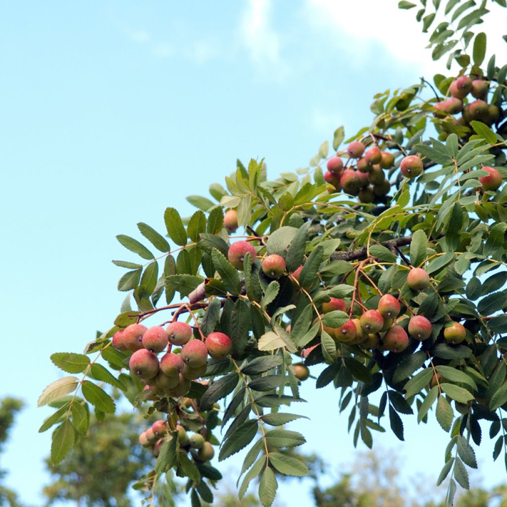 SORBUS DOMESTICA (SORBIER) - DEMI TIGE