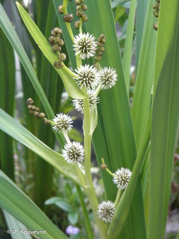 [11377] SPARGANIUM ERECTUM (Caduc, 100/150)