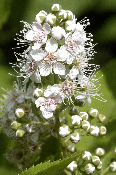 [11387] SPIRAEA ALBA (Caduc, 100/150)
