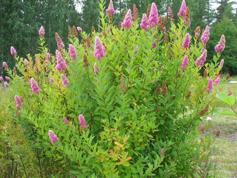 [11392] SPIRAEA BILLARDII (Caduc, 200/250)