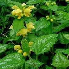 [6913] LAMIASTRUM GAL. FLORENTINUM JAUNE (Caduc, 20/50)