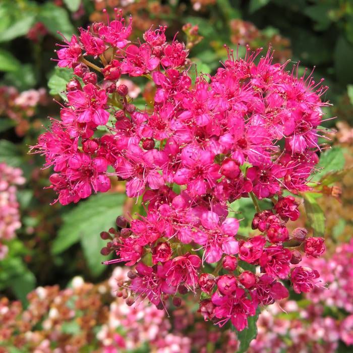 [11399] SPIRAEA BUMALDA CRISPA (Caduc, 50/100)