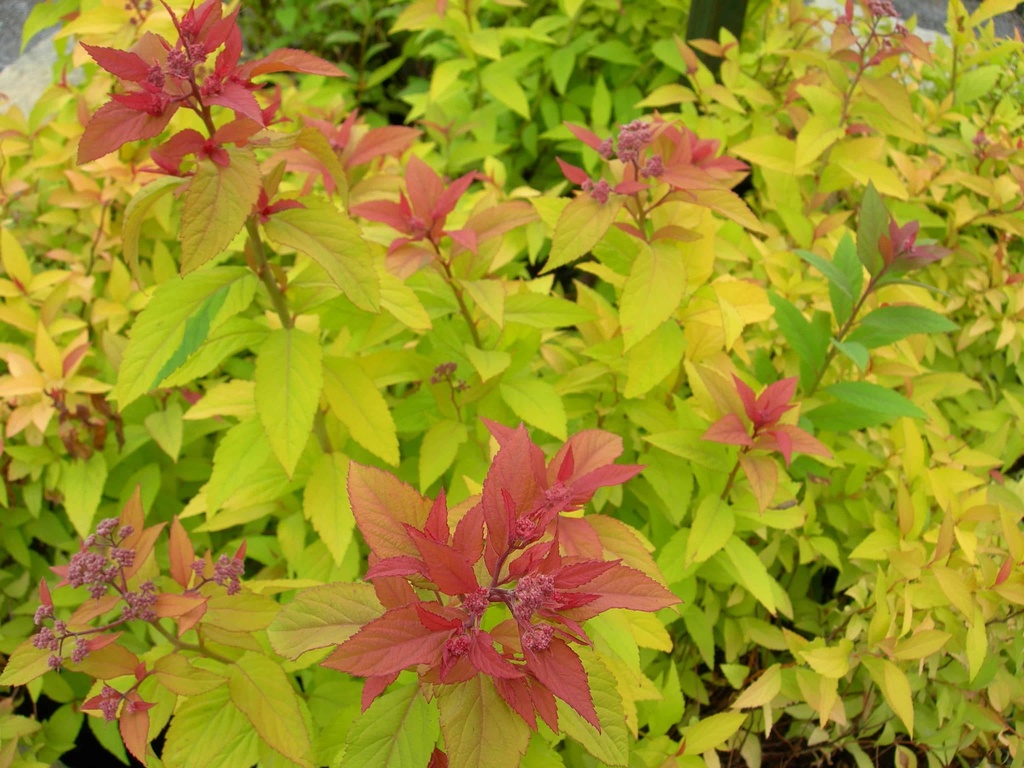 [11401] SPIRAEA BUMALDA GOLDFLAME (Caduc, 50/100)