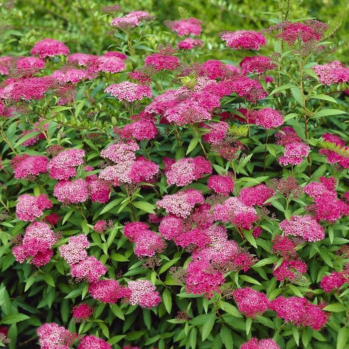 [11412] SPIRAEA JAPONICA (Caduc, 50/100)
