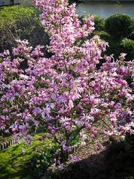 [7512] MAGNOLIA BETTY (Caduc, 3 à 5 m)