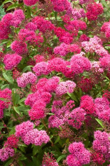 SPIRAEA JAPONICA ANTHONY WATERER