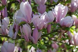 [7523] MAGNOLIA GEORGE H.KERN (Caduc, 3 à 5 m)